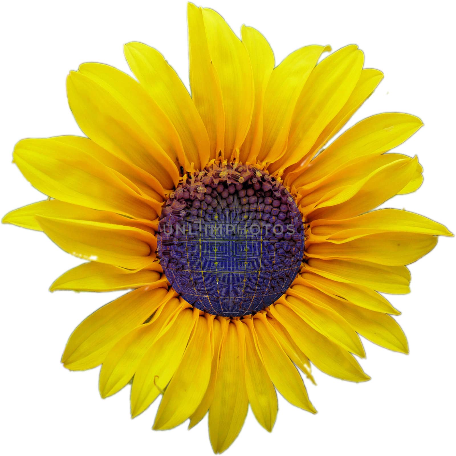sunflower and solar cell