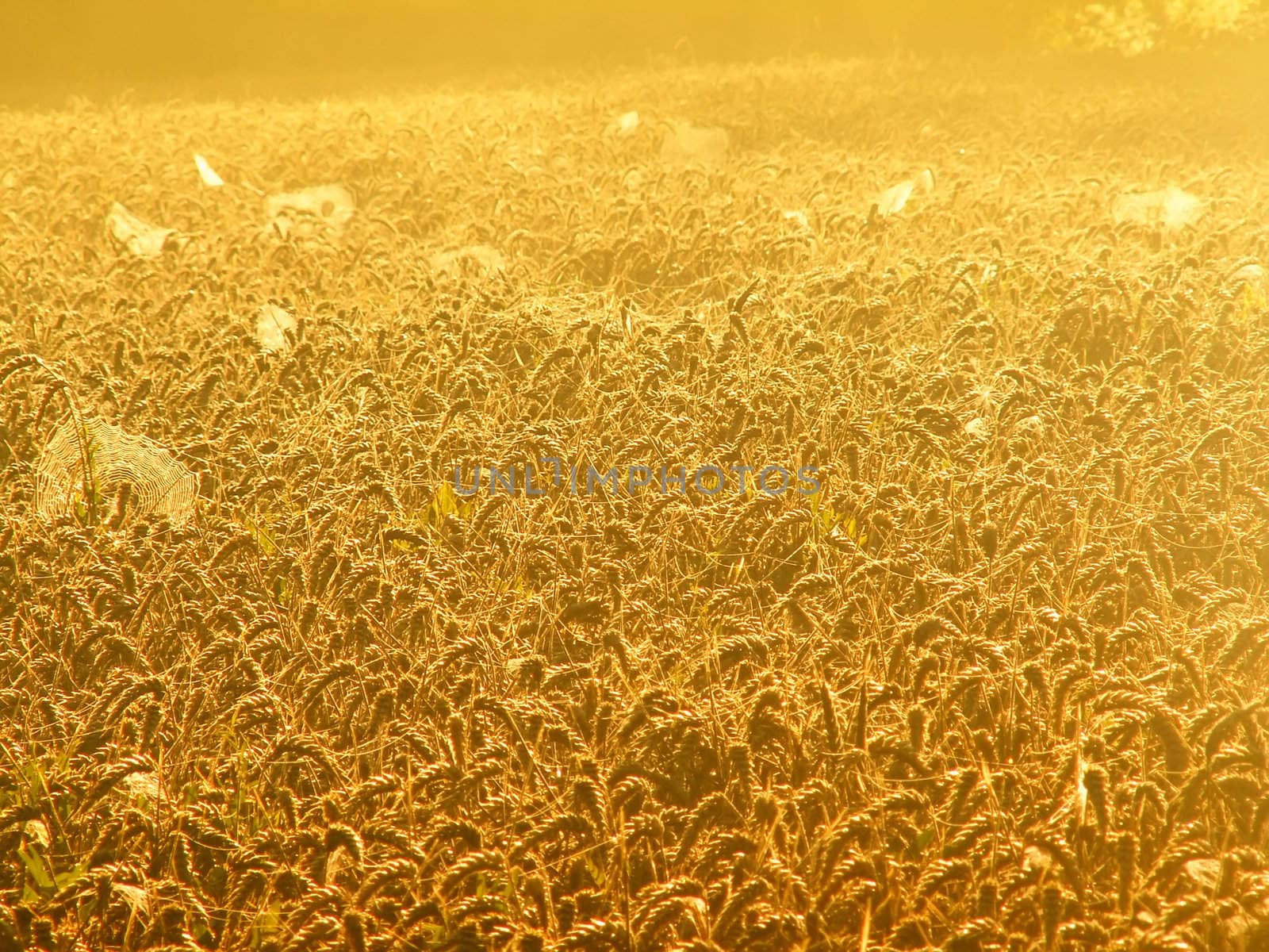 cobwebs  in the golden wheat