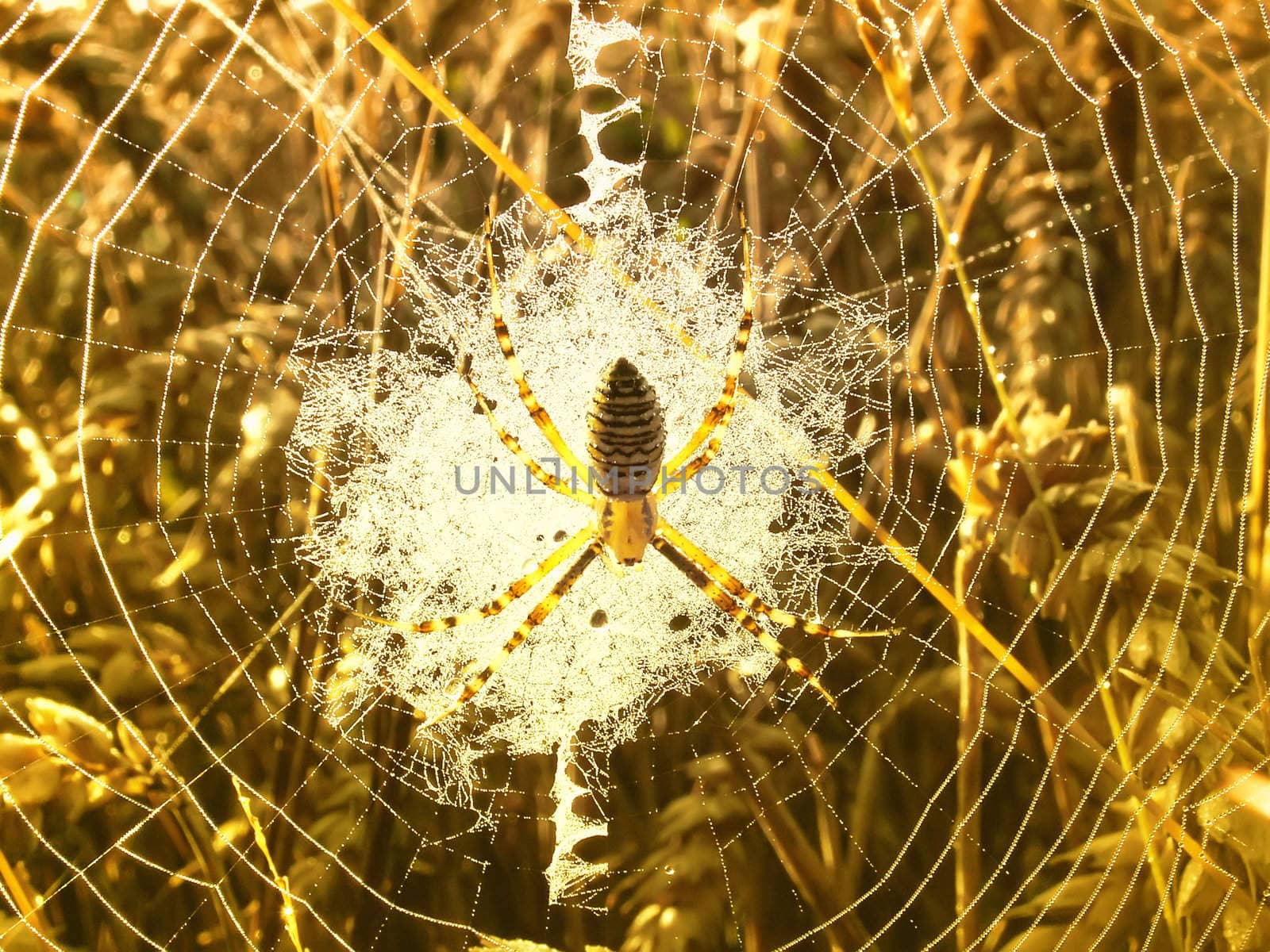 spider in its web in the wheat