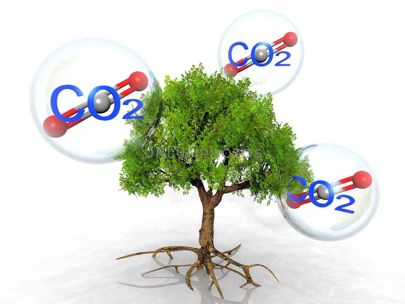 the tree and carbon dioxide