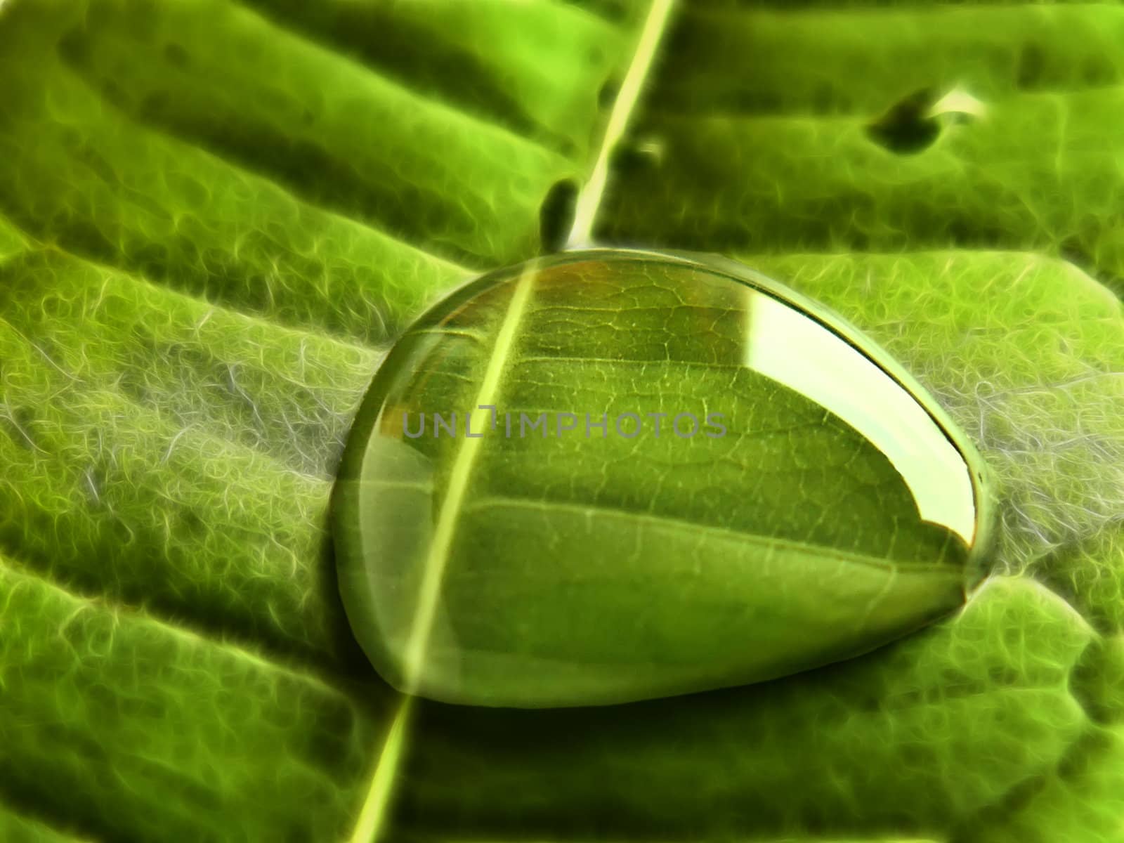 water bubble on a leaf