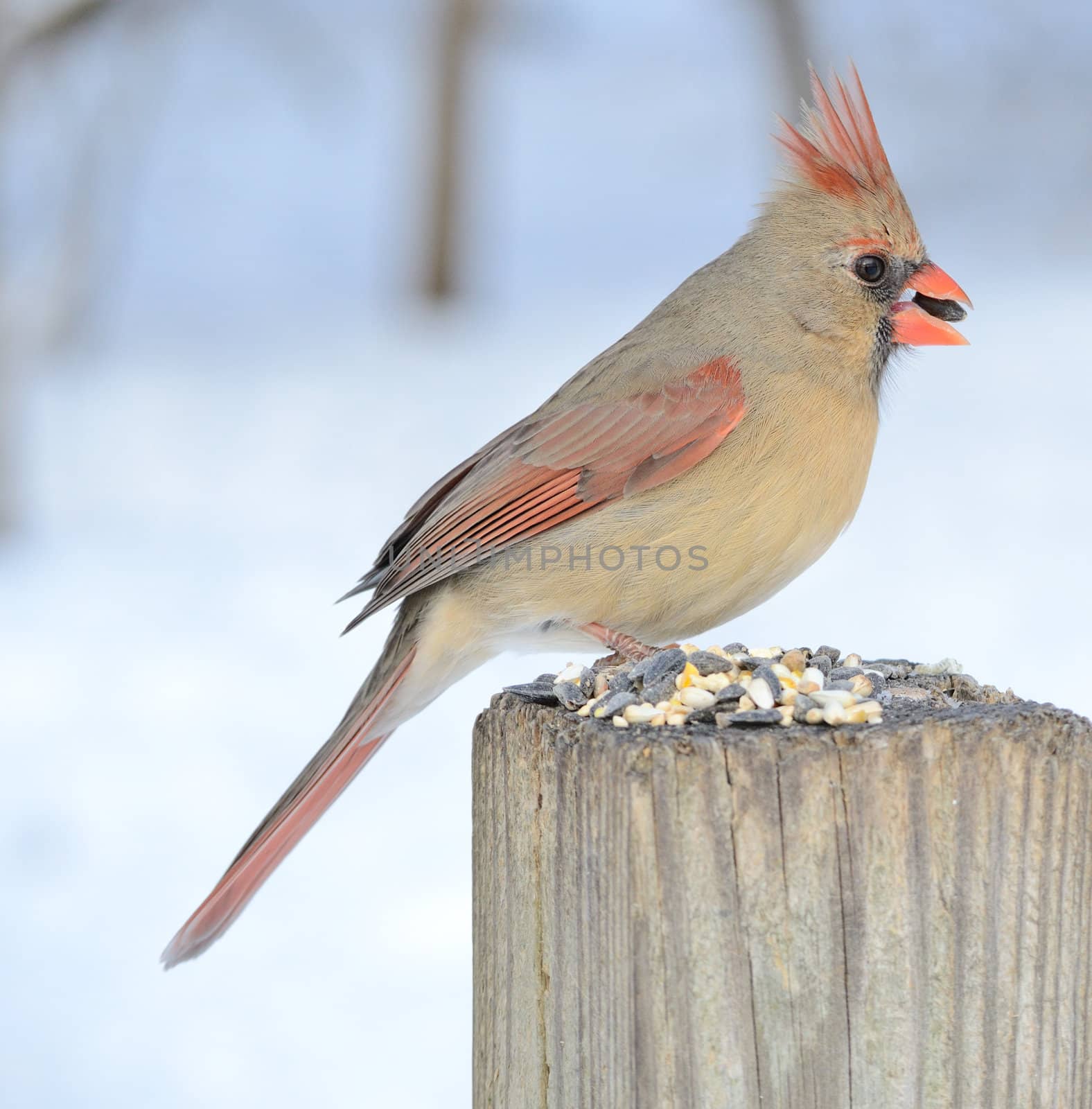 Female Cardinal by brm1949