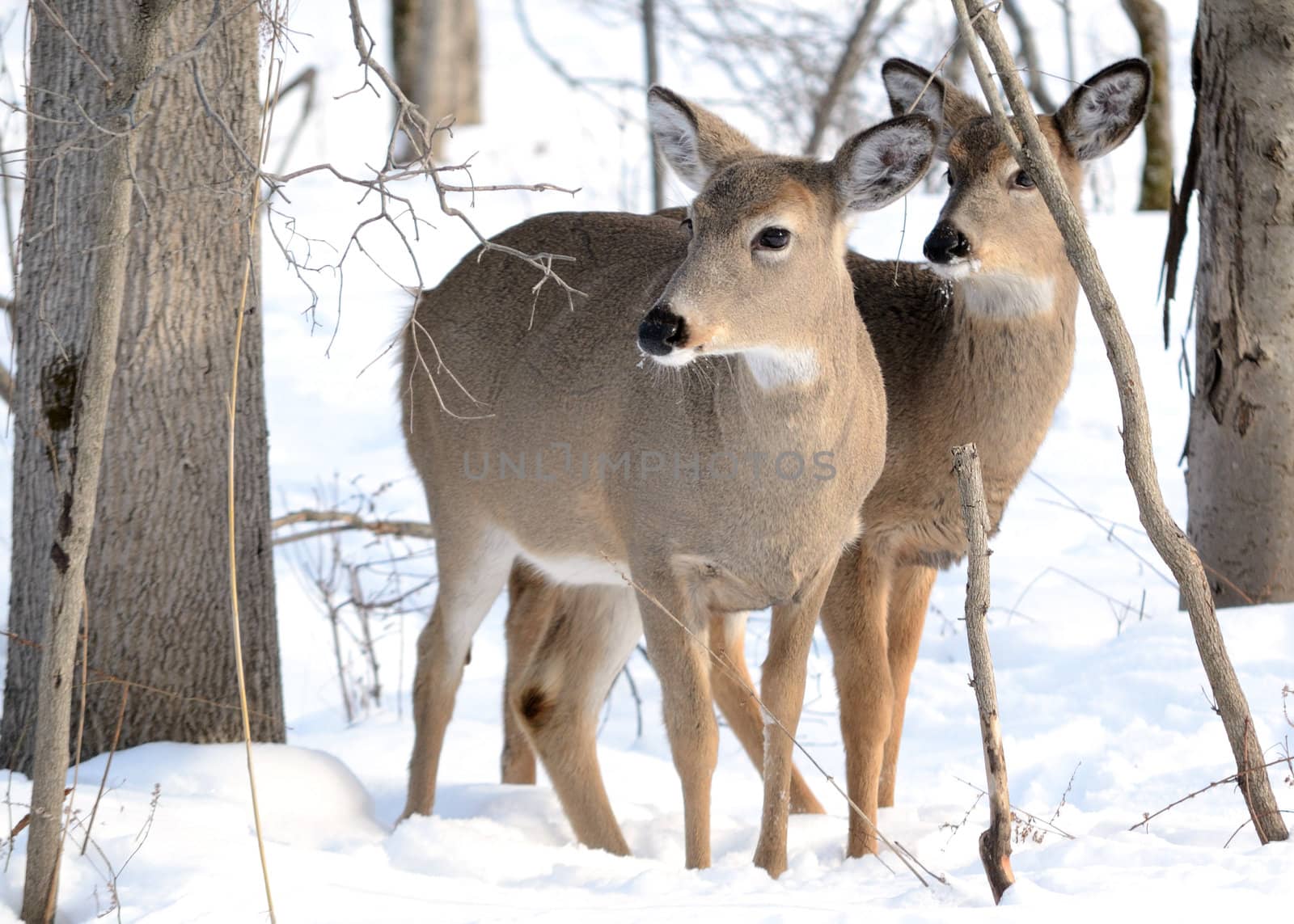 Whitetail Deer Yearling And Doe by brm1949