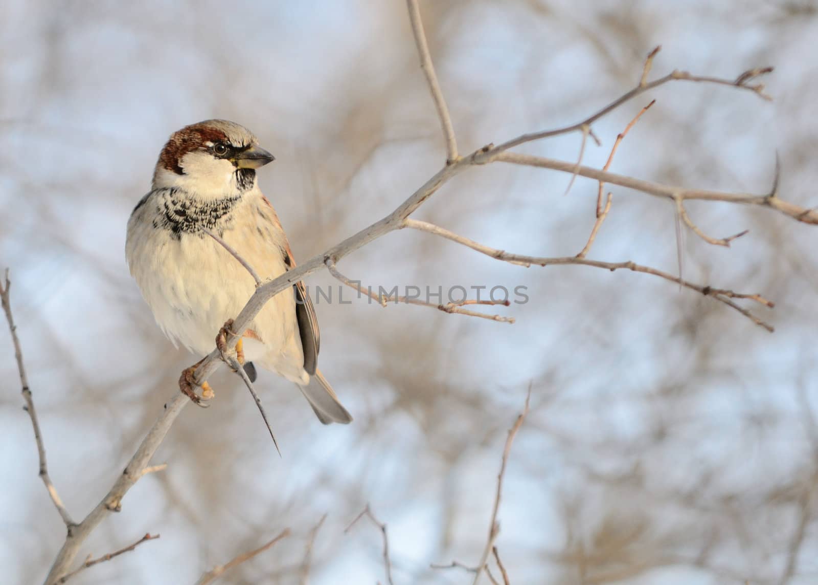 Sparrow by brm1949