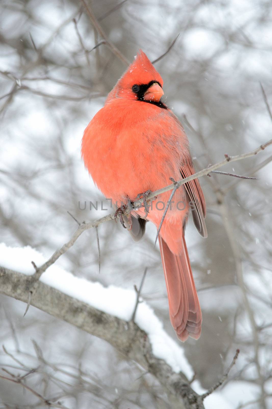  Northern Cardinal by brm1949