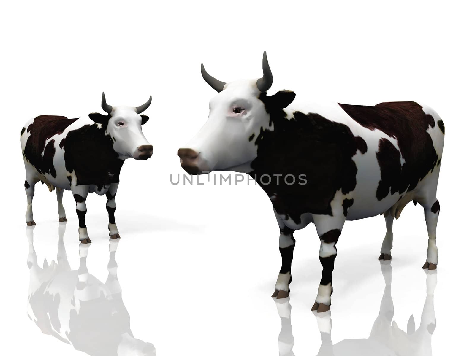 two cows on a white background