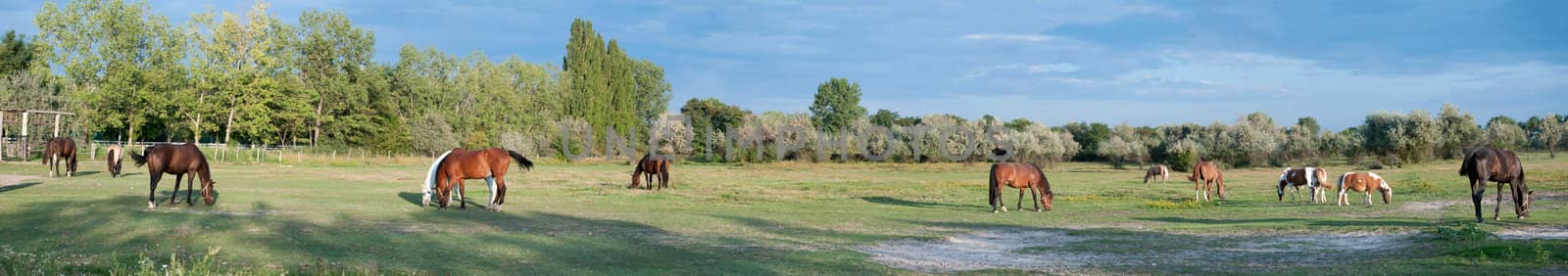 Panorama of a Paddock with grazing Horses, taken in Lower Austria