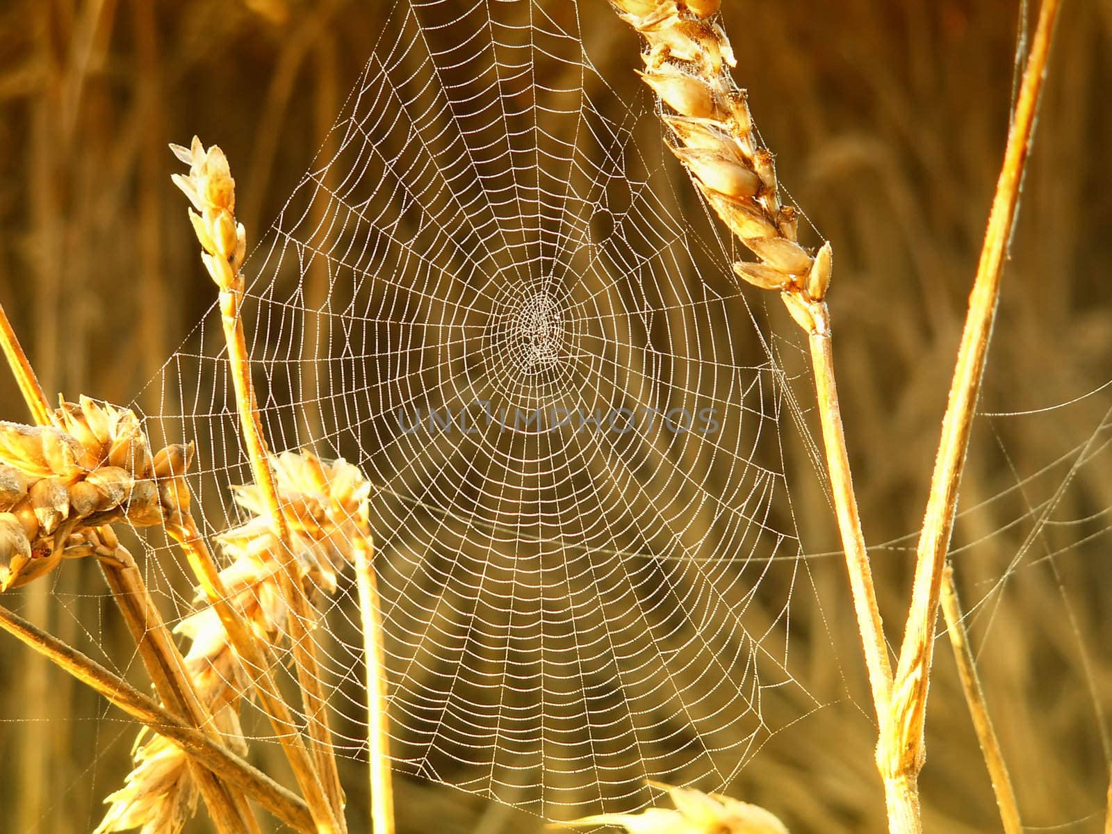 spider in its web in the wheat