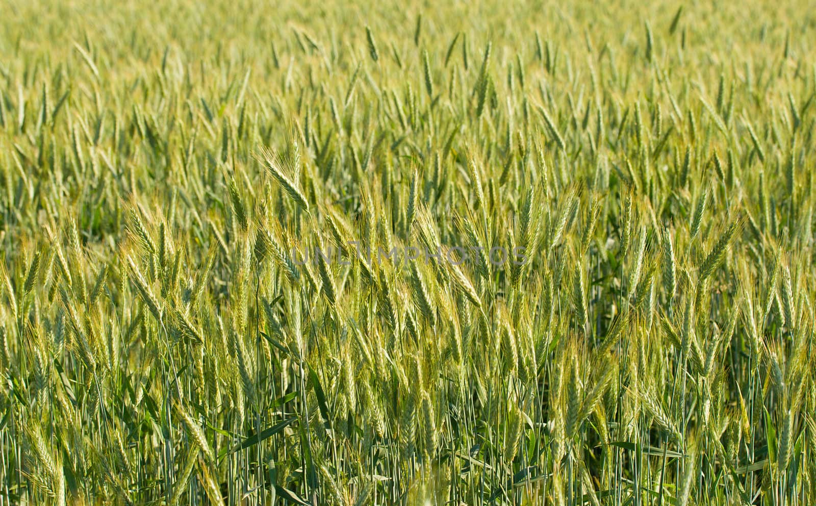 field of rye, selective focus