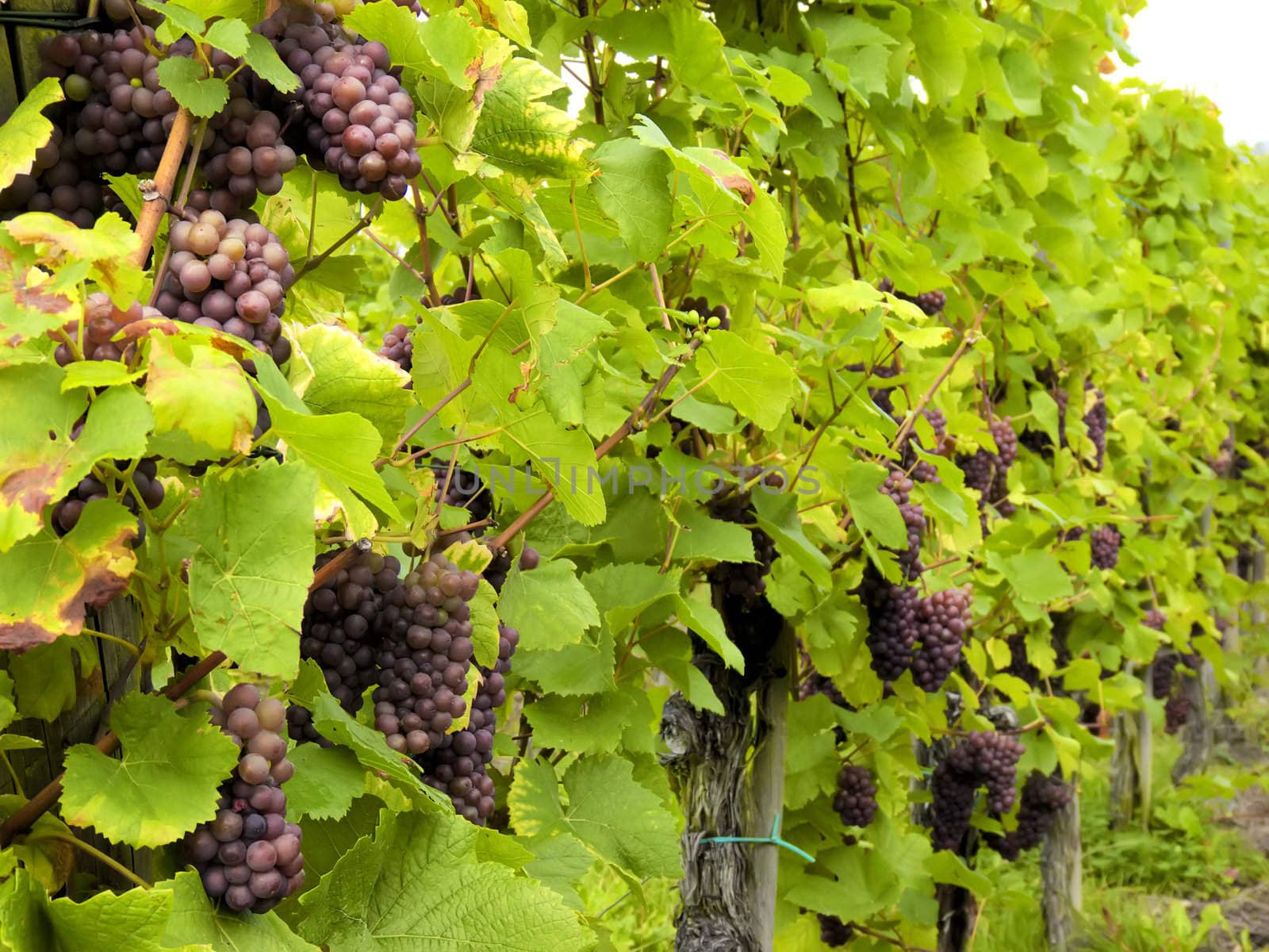 culture of vines and grapes