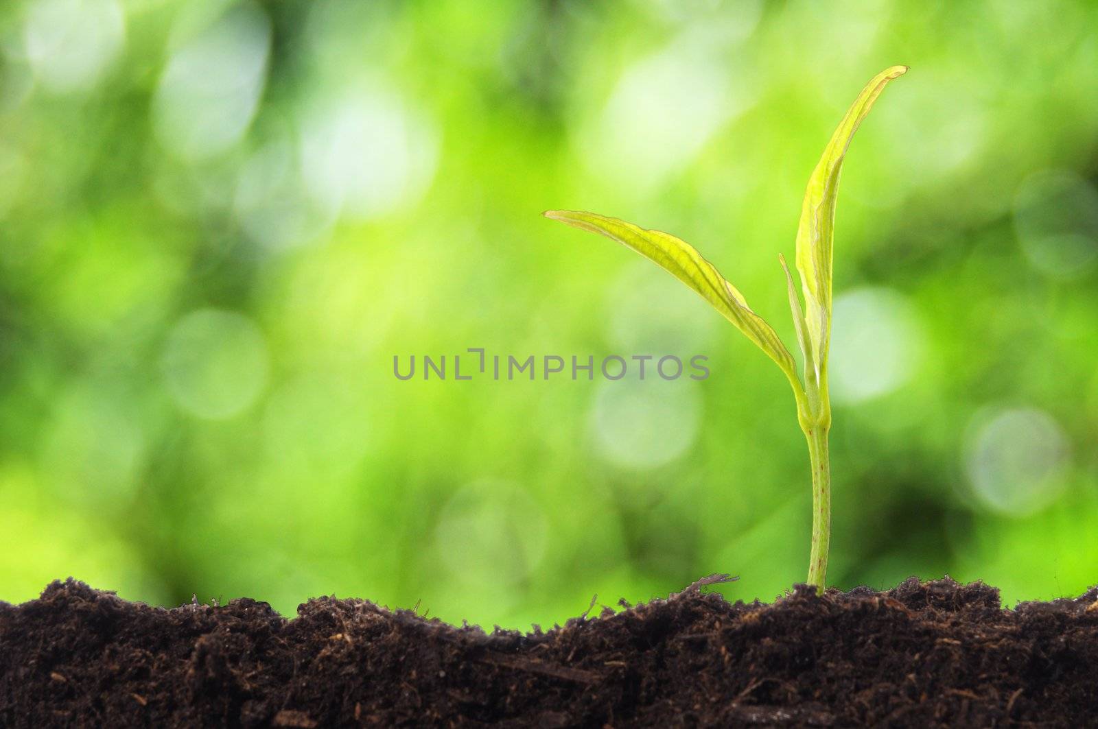 growth concept witch young plant and green bokeh copyspace