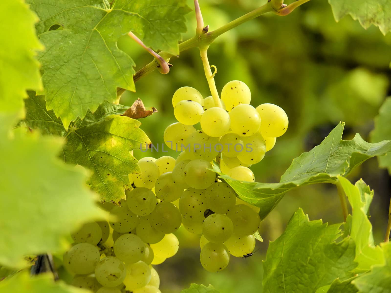 culture of vines and grapes by njaj