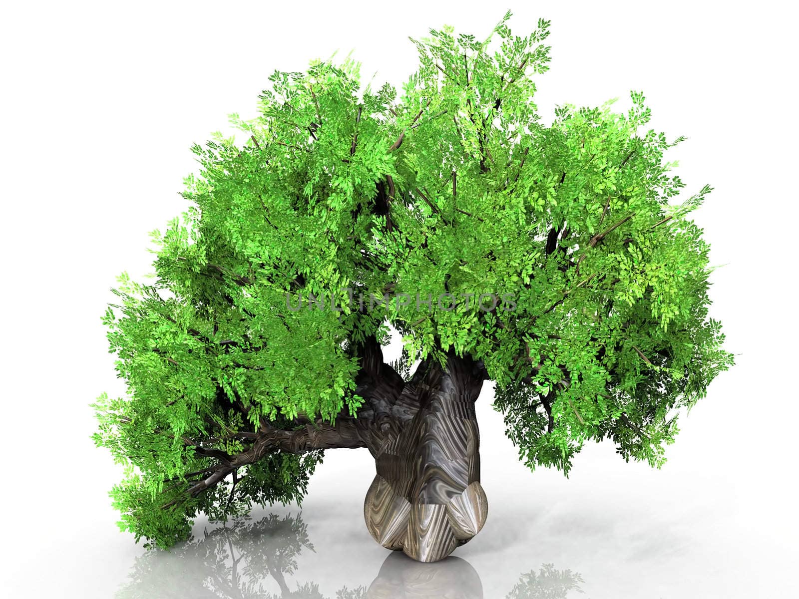 green tree on a white background