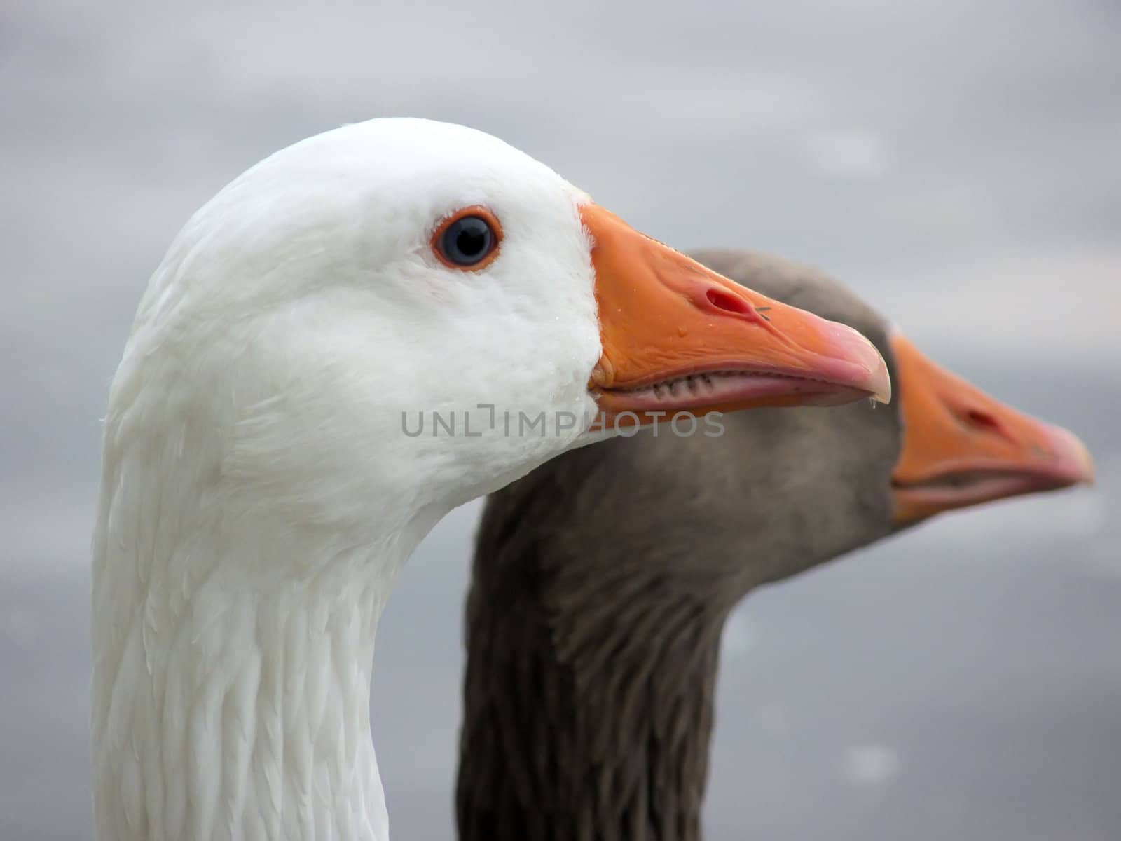 the wild geese on a lake