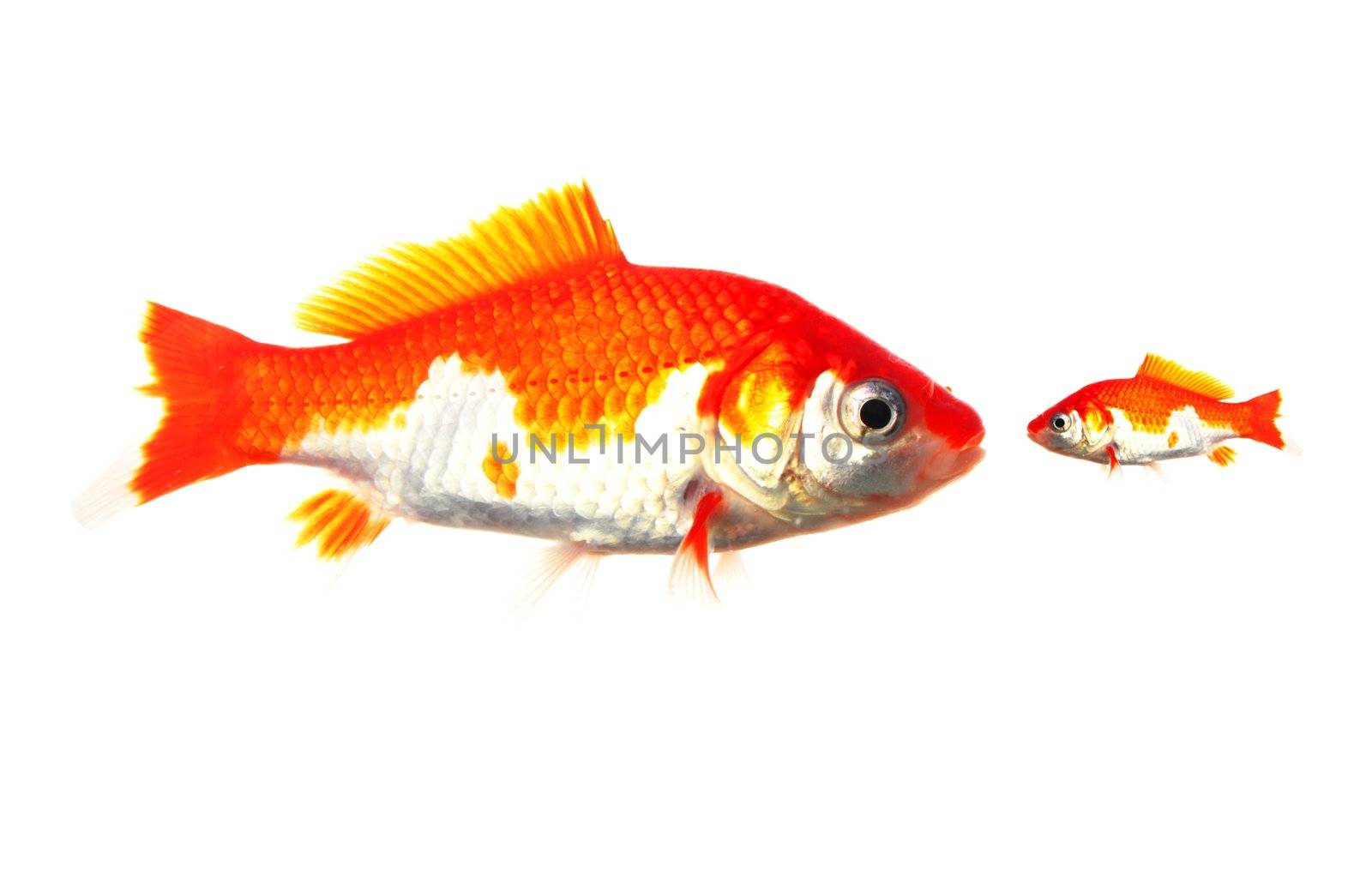 large and small goldfish showing different competition or friendship concept