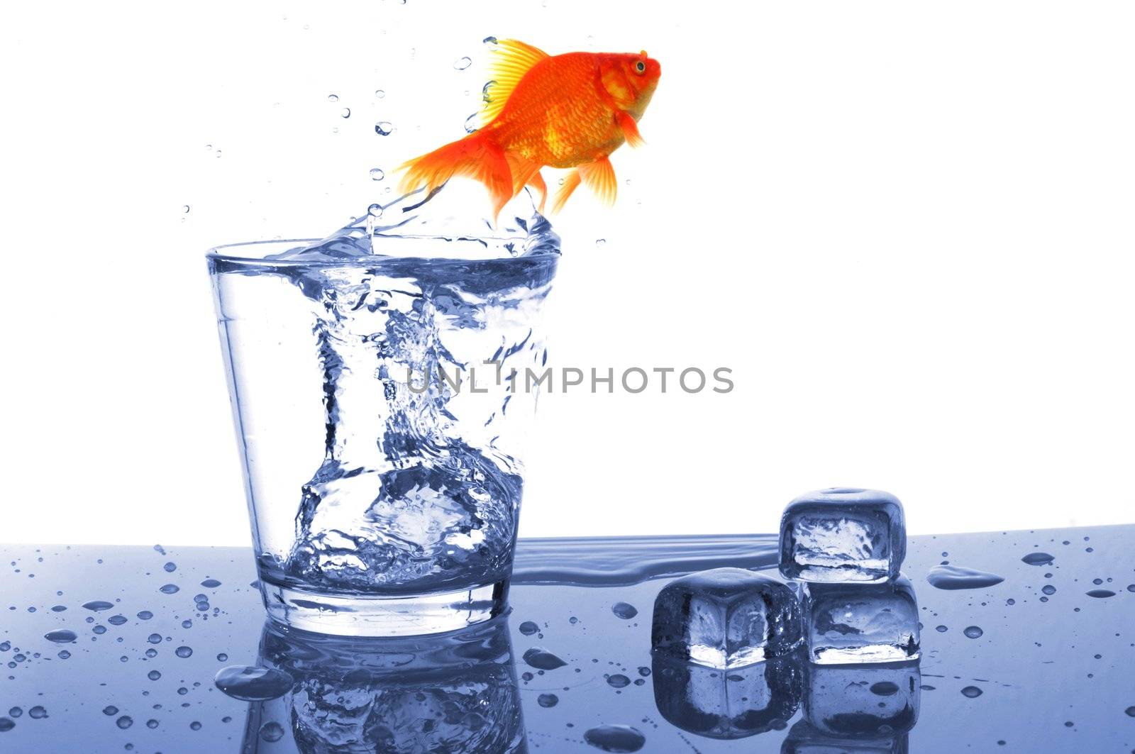 goldfish in drink glass showing jail prison free or freedom concept