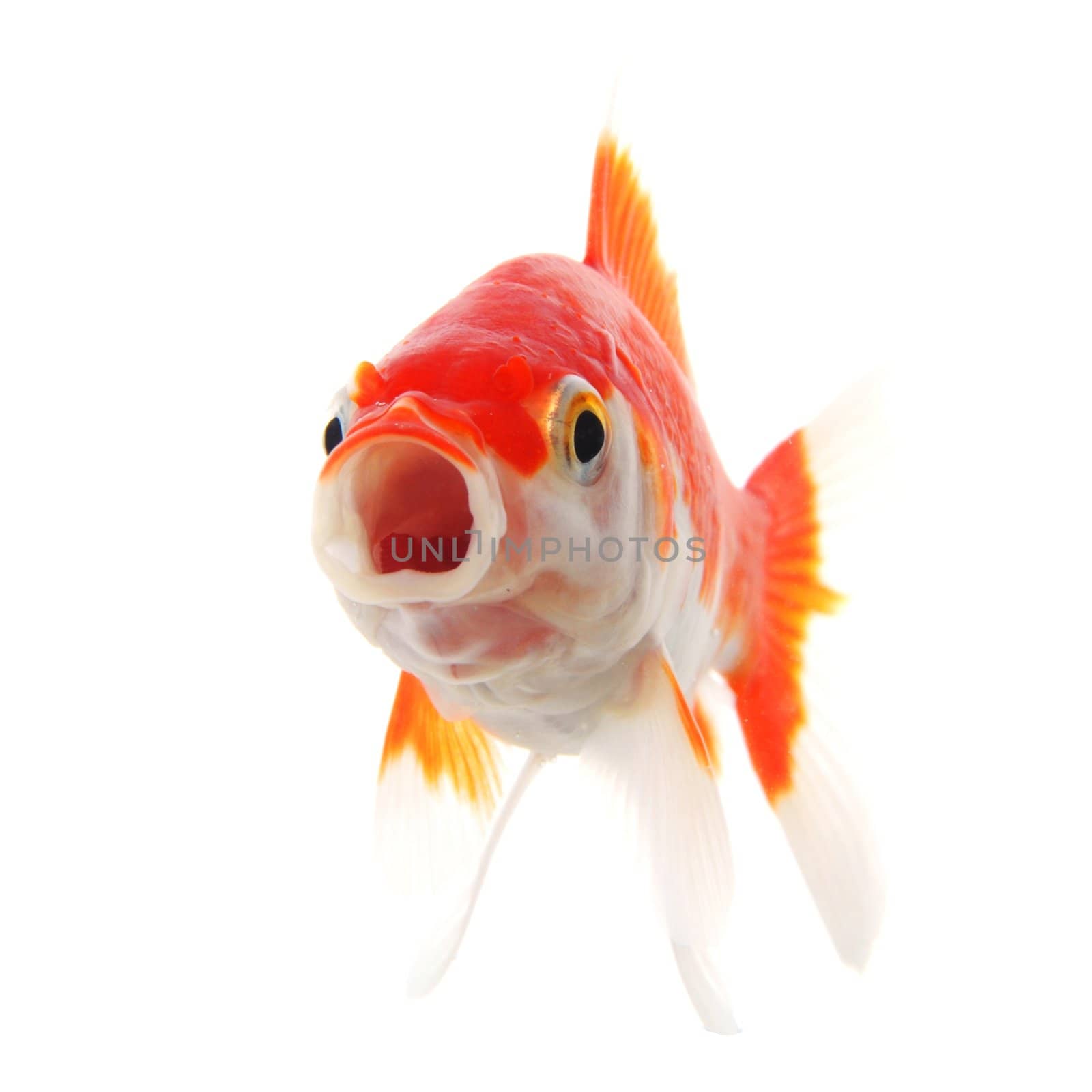 single goldfish animal isolated on white background