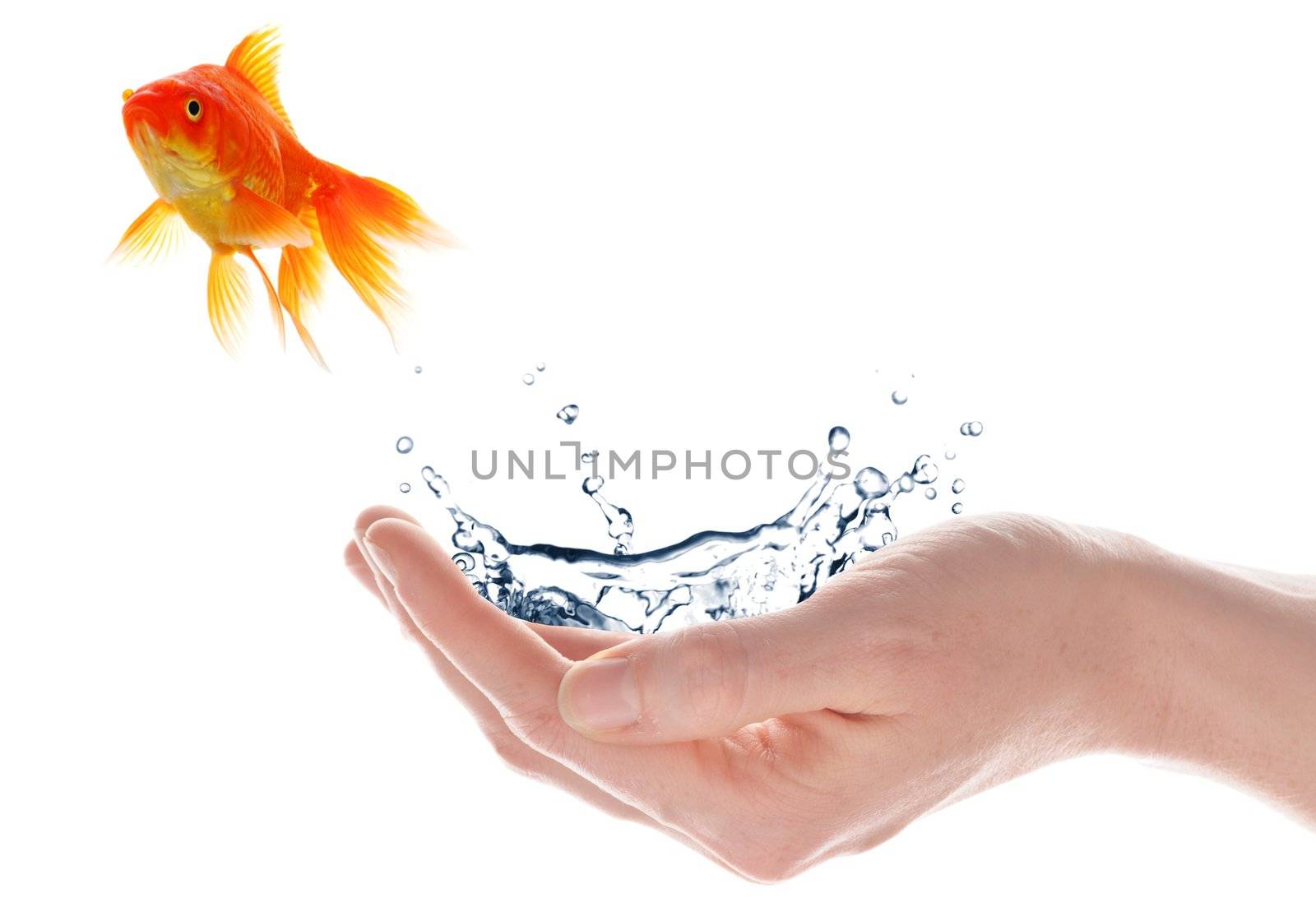 freedom free flee or escape concept with goldfish and hand