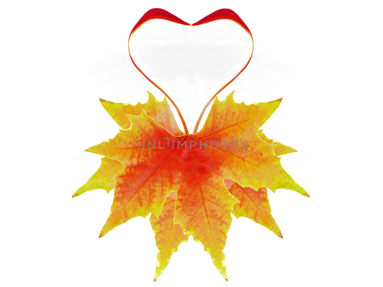 autumnal leaves heart shaped by njaj