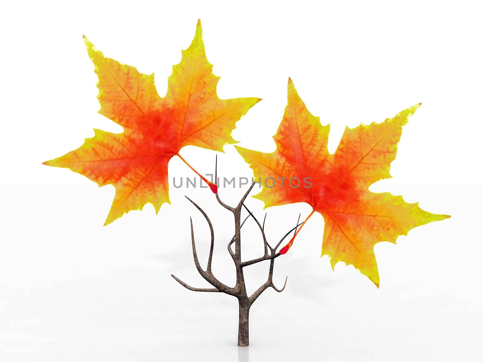 small tree with autumn leaves