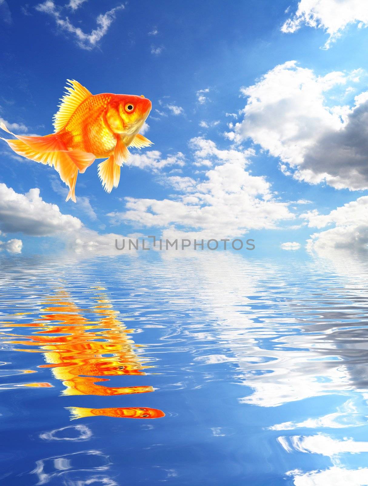 blue sky goldfish with water reflection clouds and copyspace
