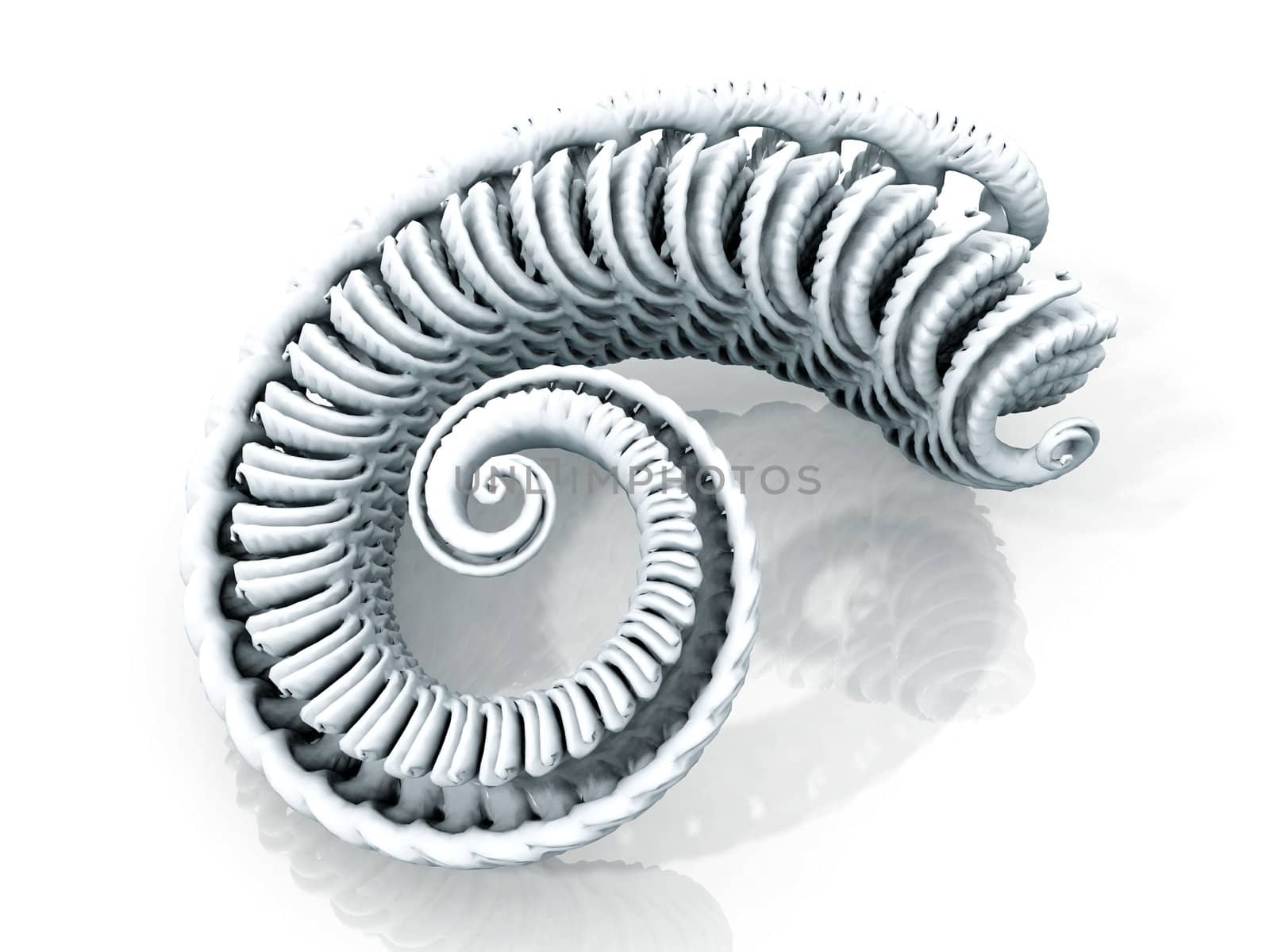 spiral of mollusc by njaj
