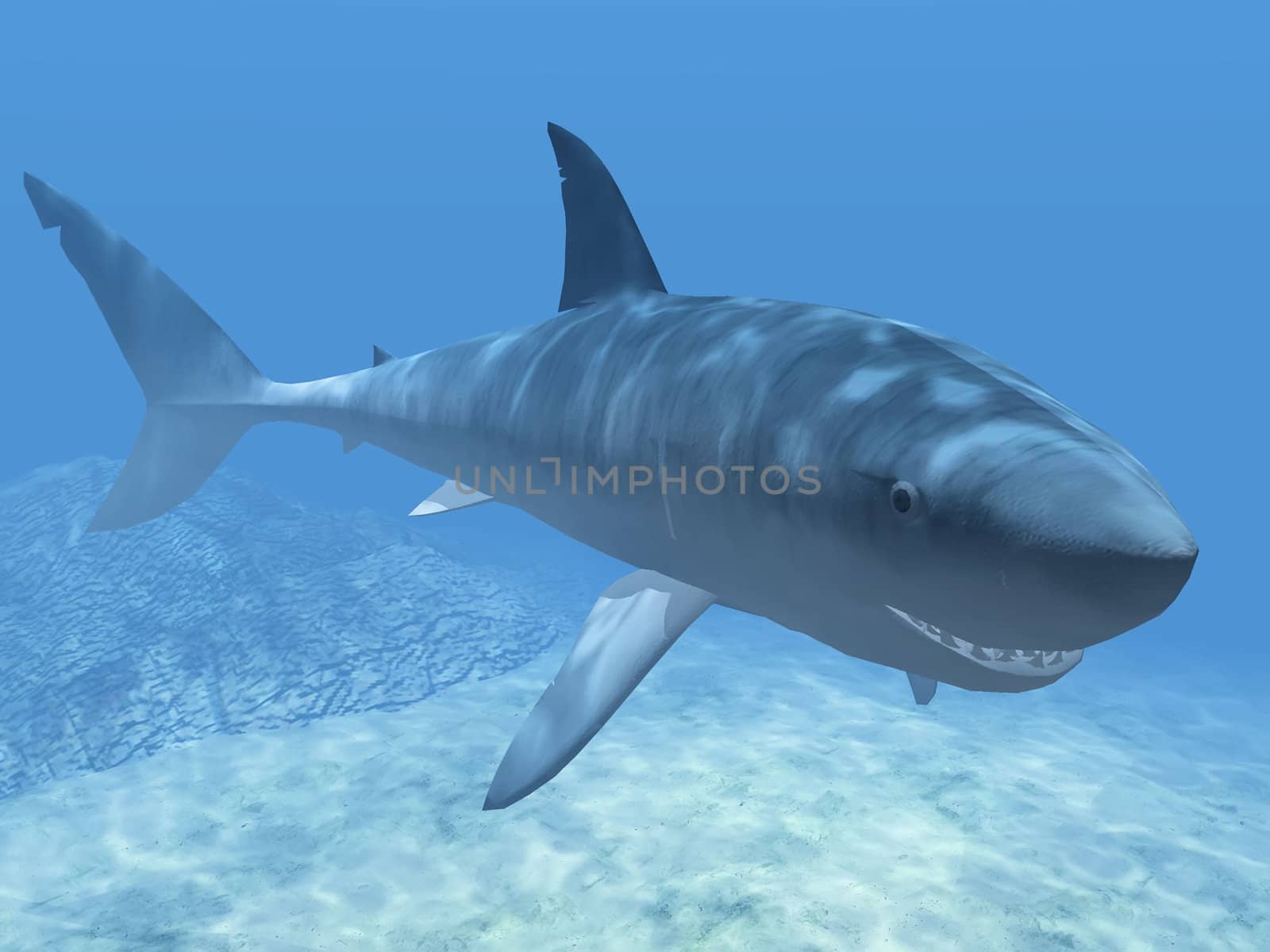 shark  in the blue water by njaj