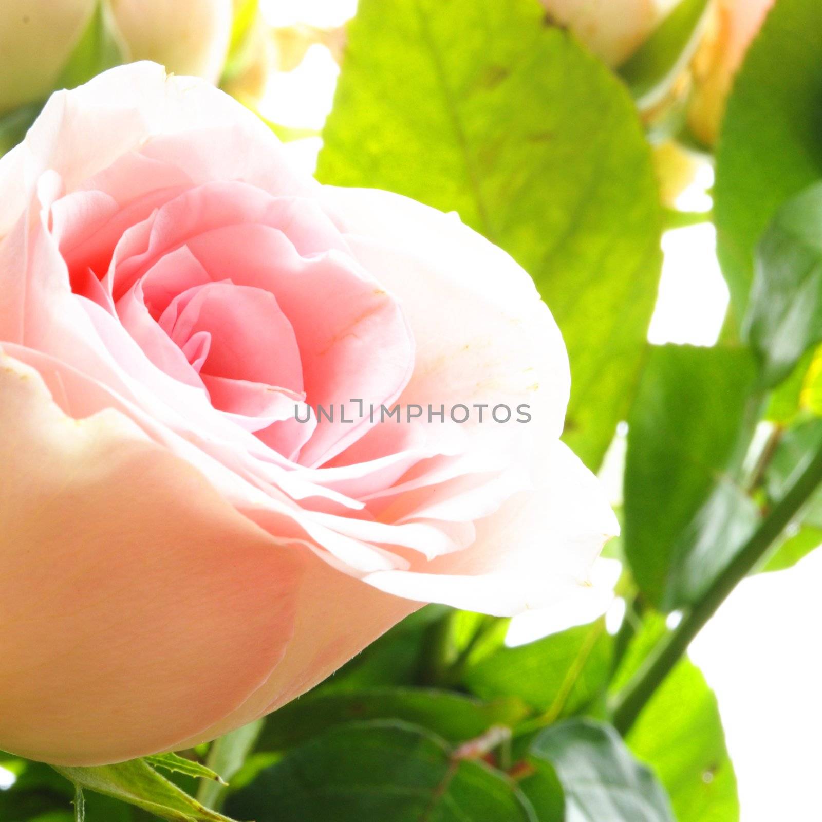 rose flower by gunnar3000