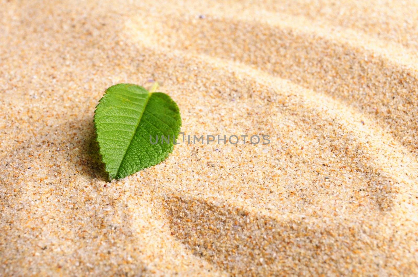 zen stone with leaf on sand showing spa concept