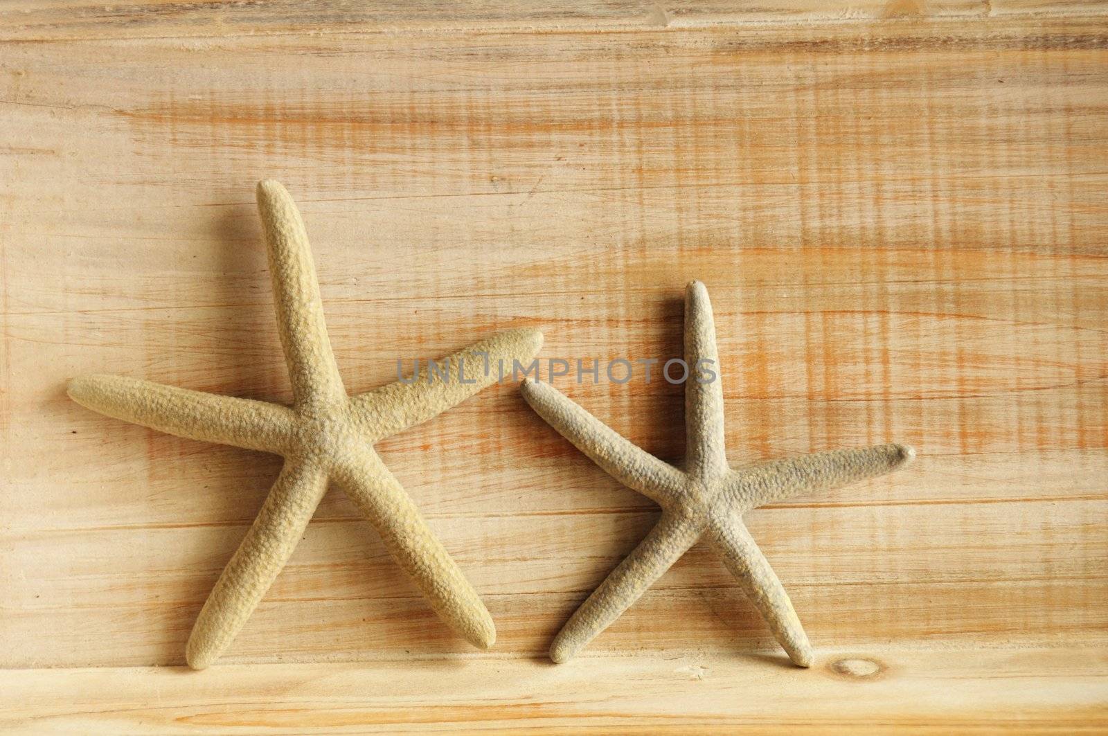 vacation concept with star fish or shellfish and copyspace on wood texture