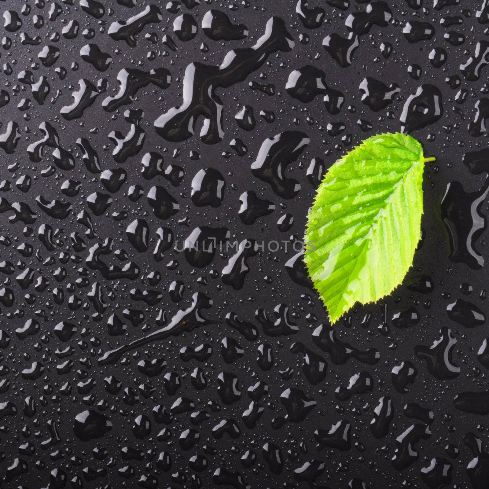 leaf on wet black background with water drops showing summer or rain concept