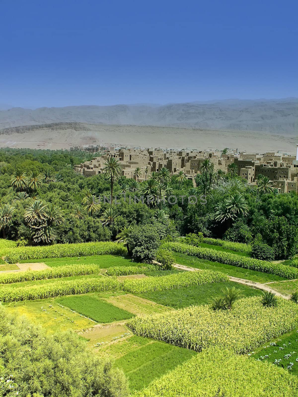 a  green oasis in Morocco by njaj