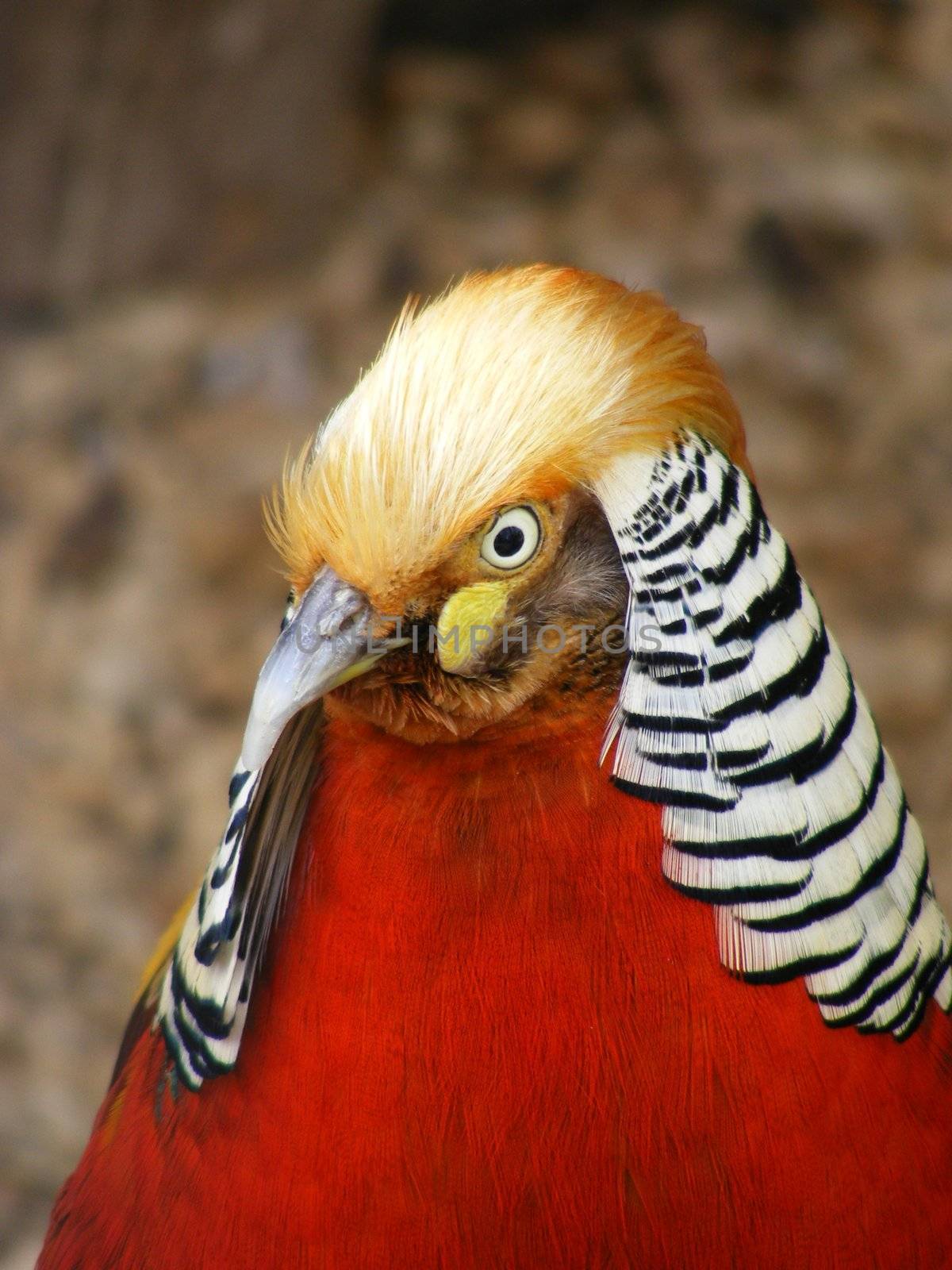 Close-up photo of a red golden pheasant