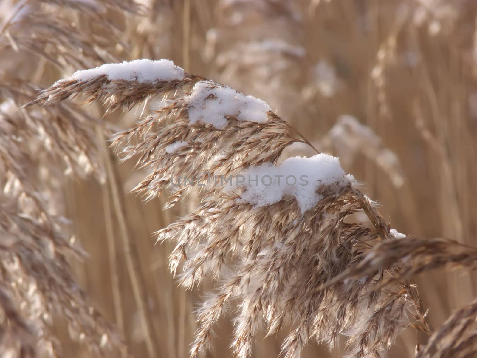 the reeds in the snow