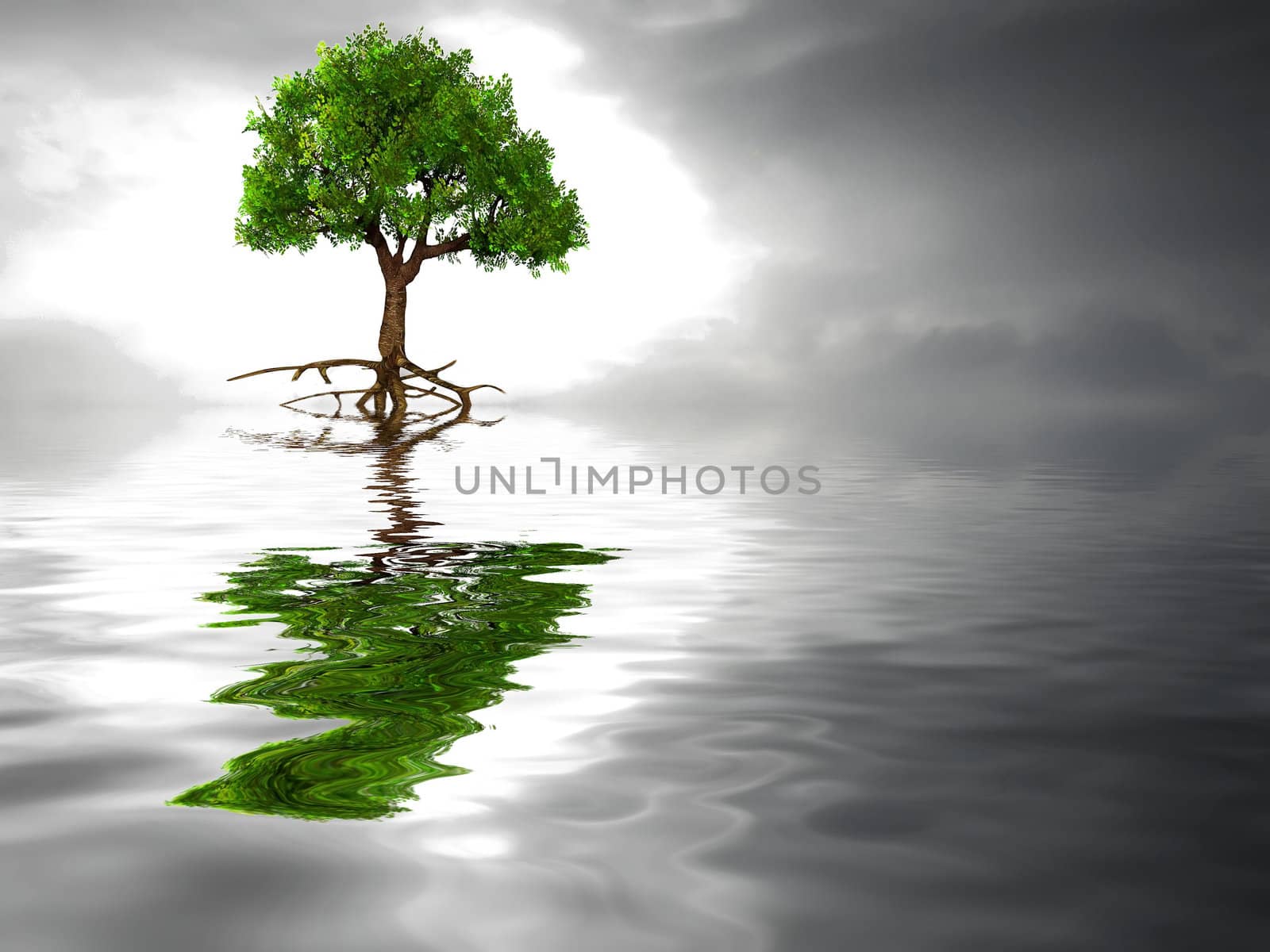 tree and clouds and reflection in the water