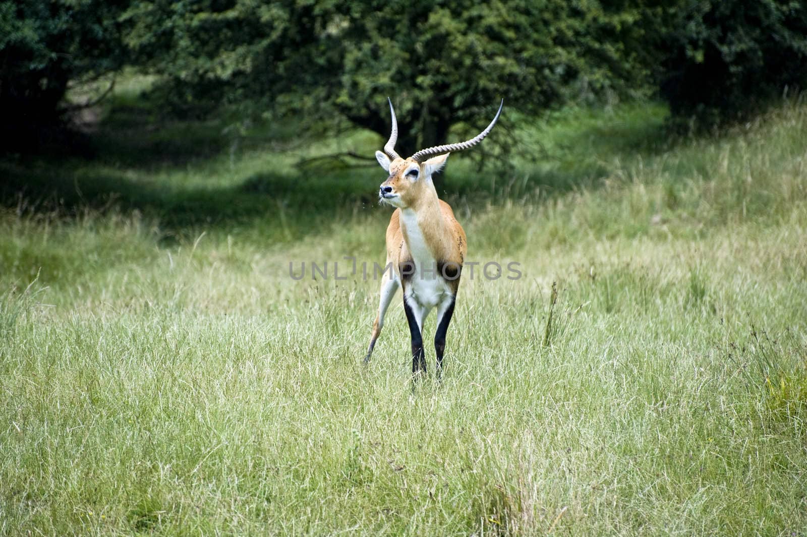 Close uup of young blackbuck antelope male stag