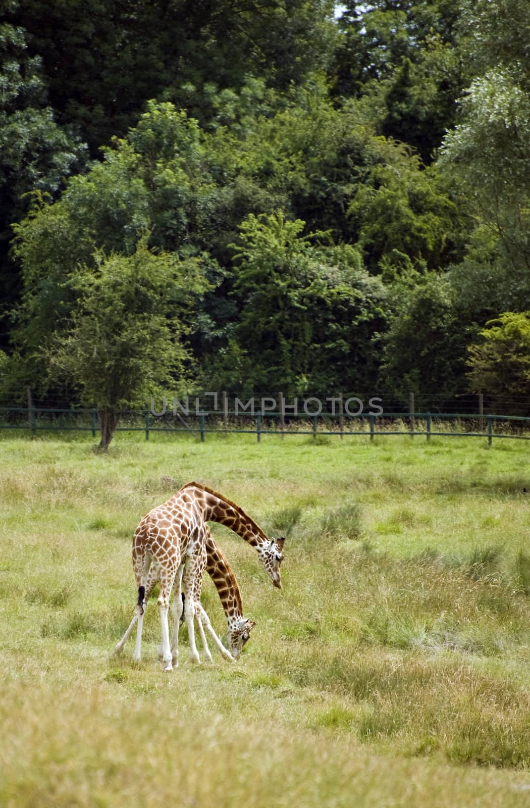 Pair of amorous giraffes