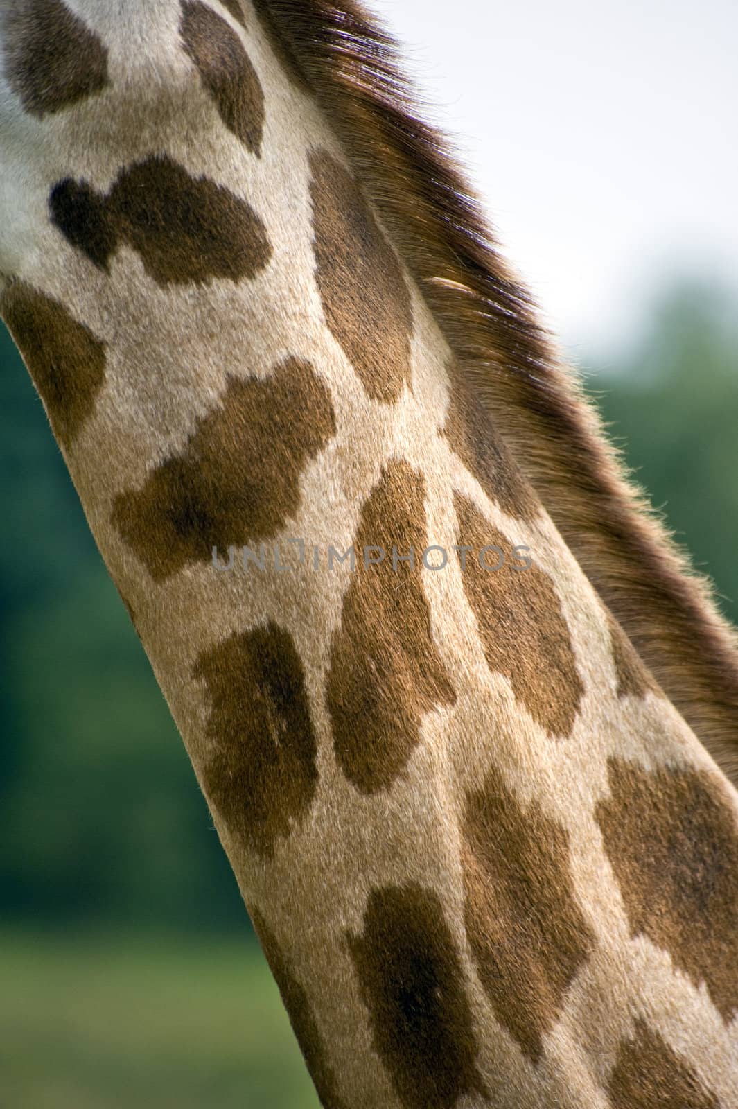 Close up of giraffe neck by Veneratio