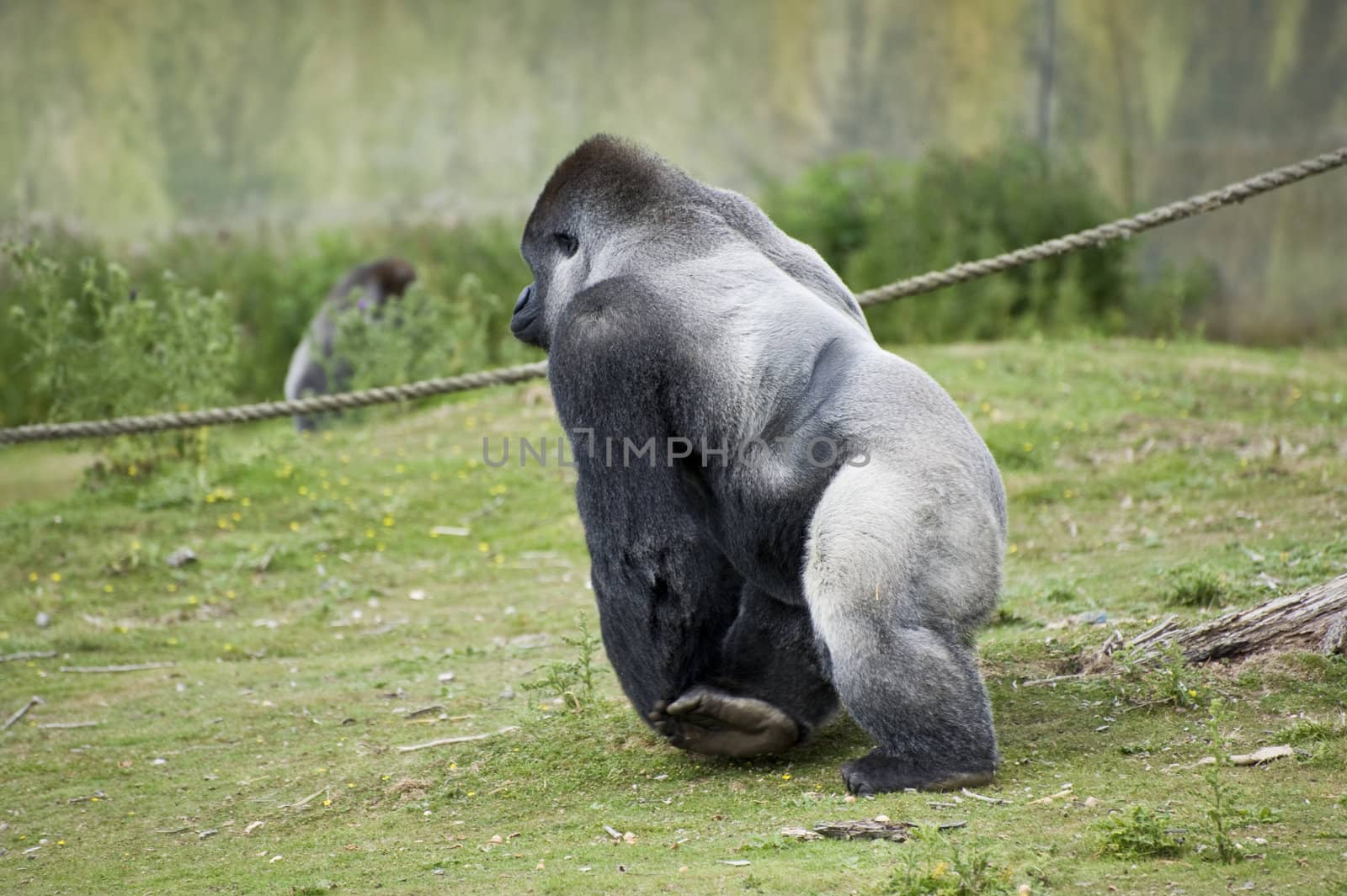 Silverback western lowlands gorilla