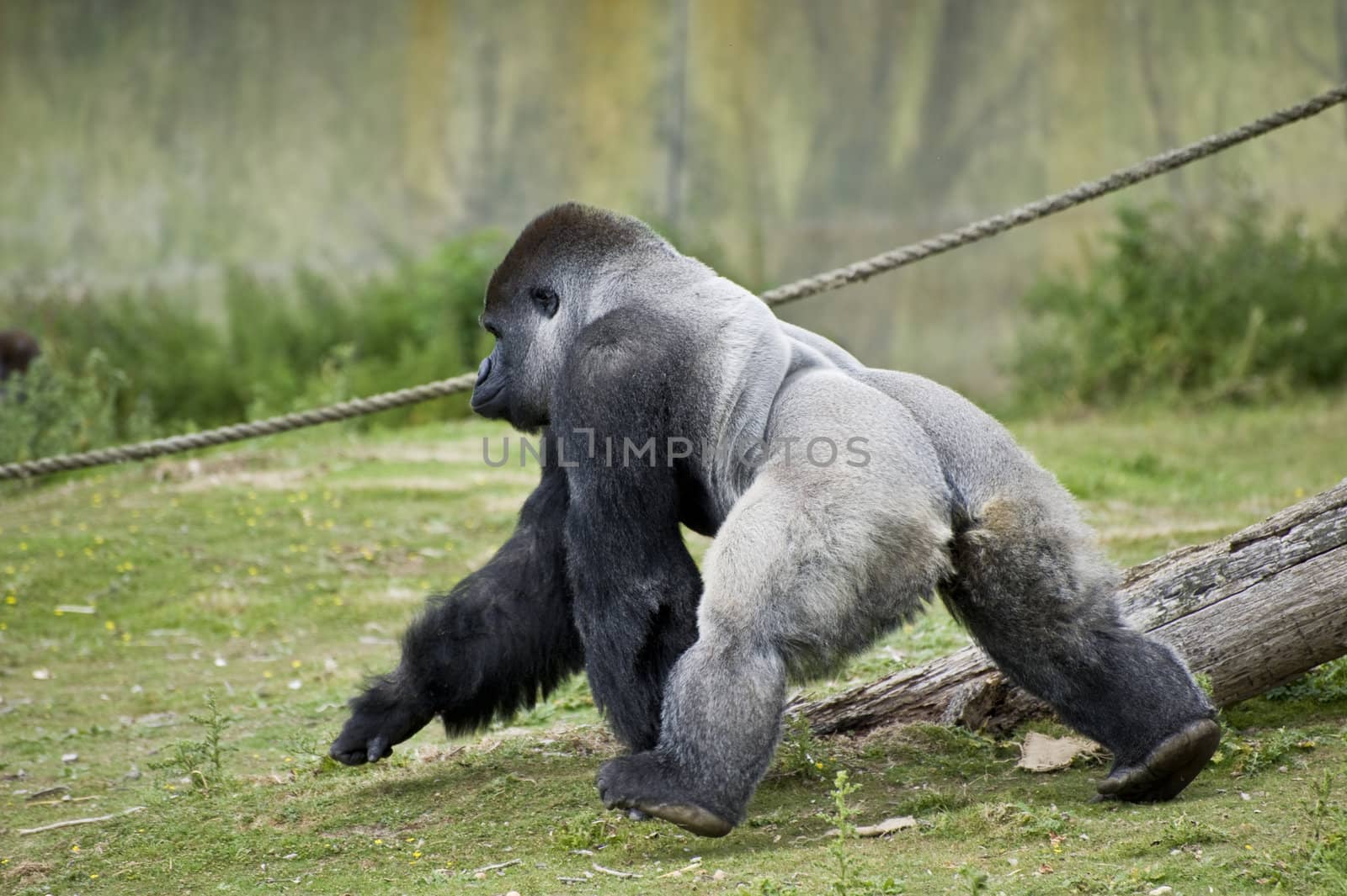Silverback western lowlands gorilla by Veneratio