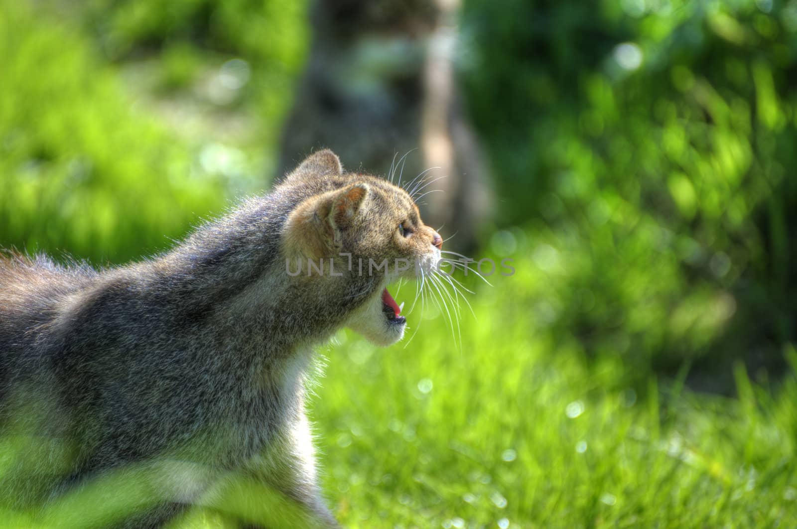 Fantastic close up of Scottish wildcat capturing character and e by Veneratio