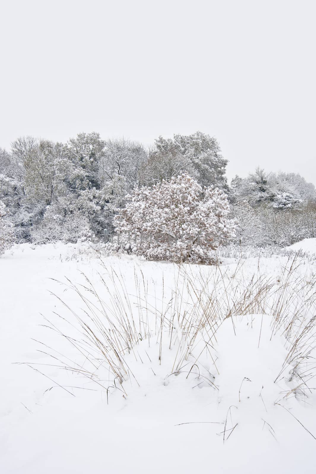English landscape Winter forest snow scene by Veneratio