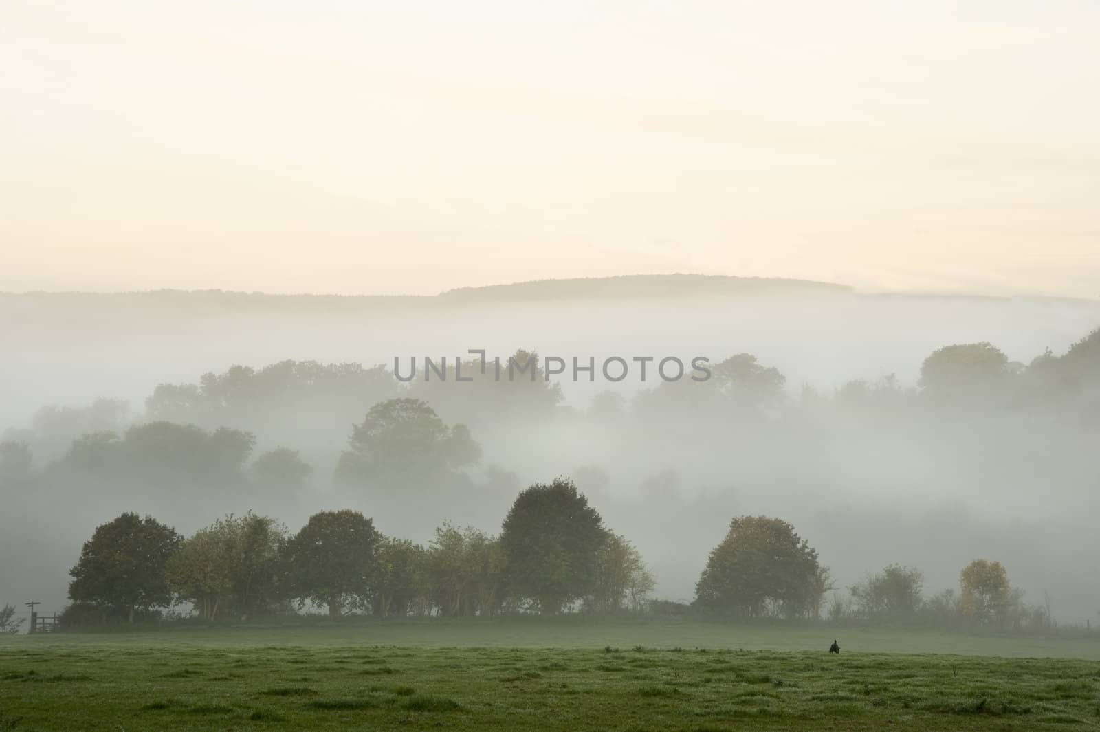 Beauttiful stirring forest and field scene with layers of mist and fog before sunrise at Arundel England