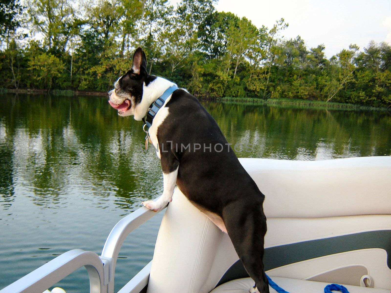 boston terrier on boat