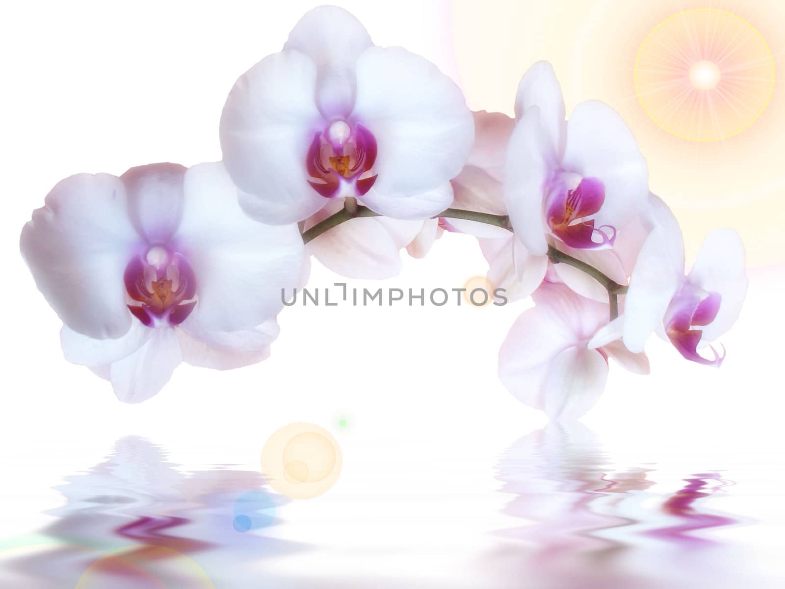 orchids and reflection in the water