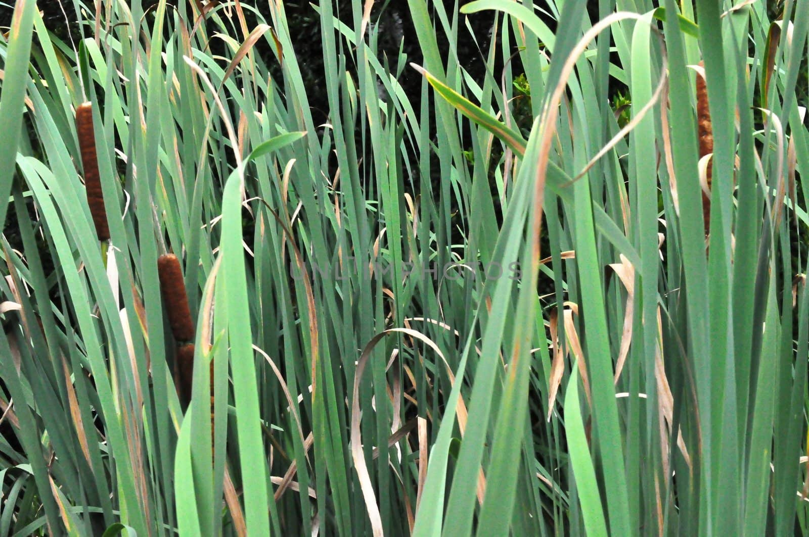 cat tail grass by RefocusPhoto