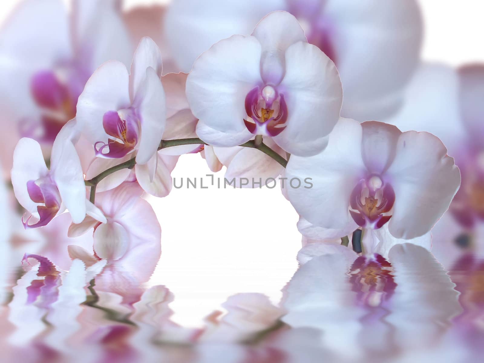 orchids and reflection in the water