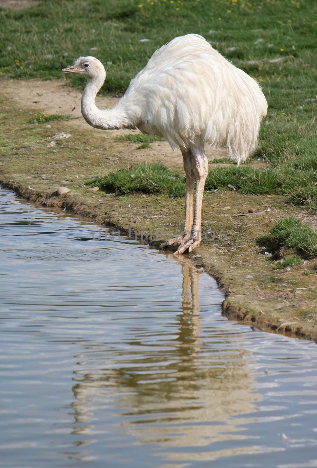 White emu standing next to a pond and ready to drink, its reflect in the water
