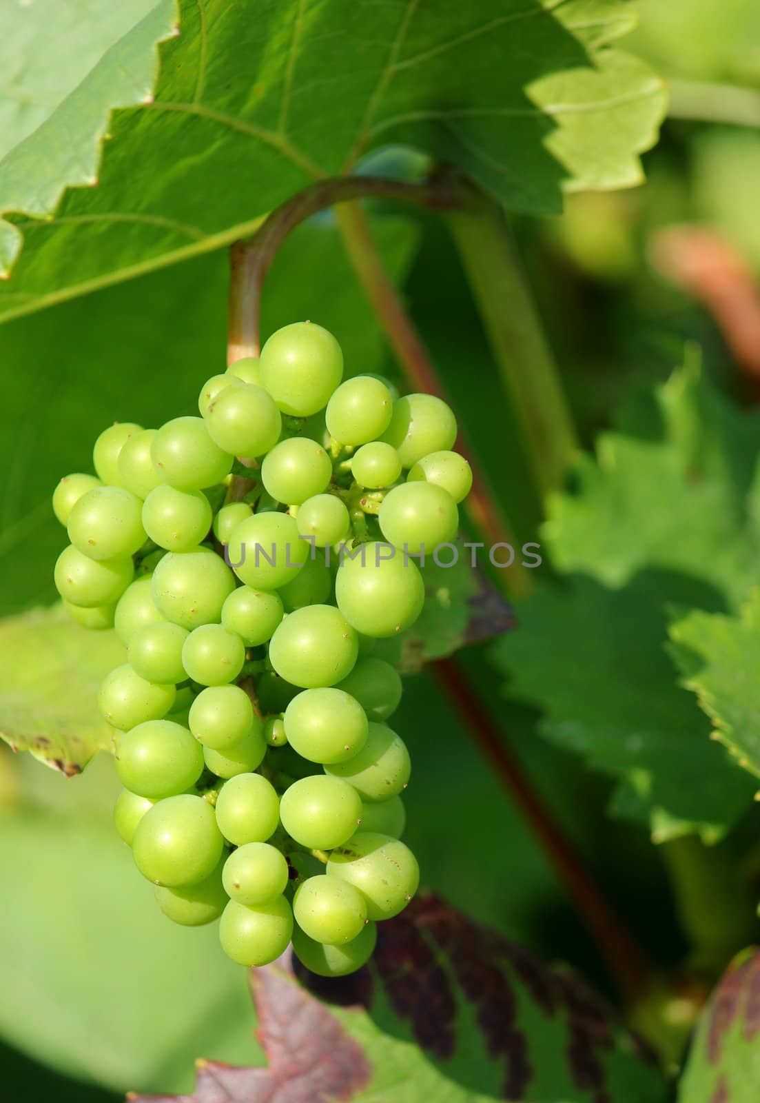 Sunny green grape by Elenaphotos21