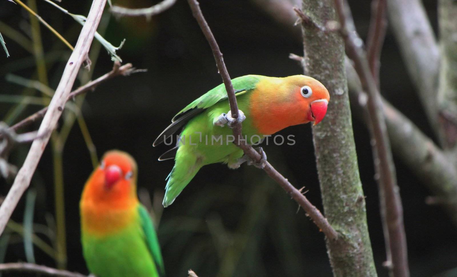 Agapornis birds standing on branches by Elenaphotos21